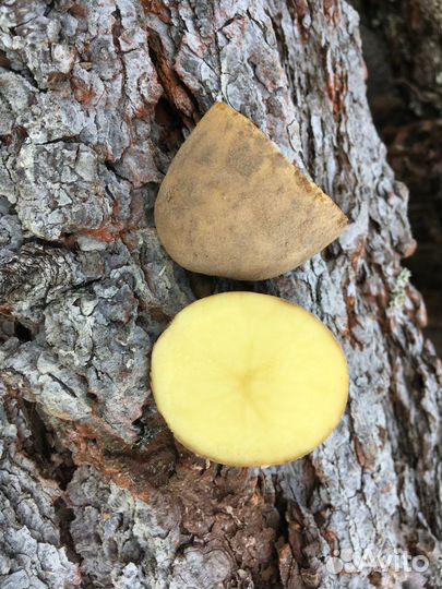 Картофель оптом