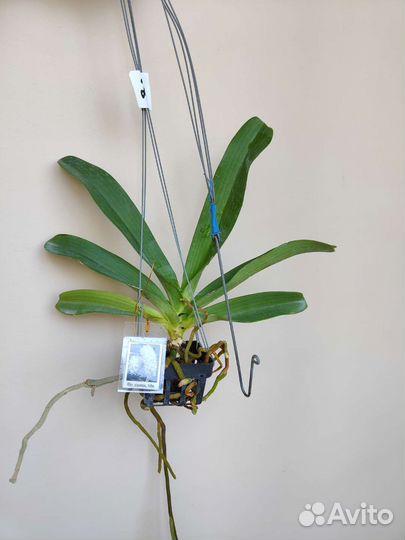 Орхидея ринхостилис ринх