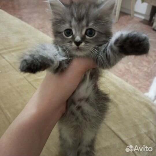 Кошка в дар