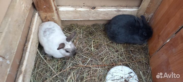 Декоративные кролики