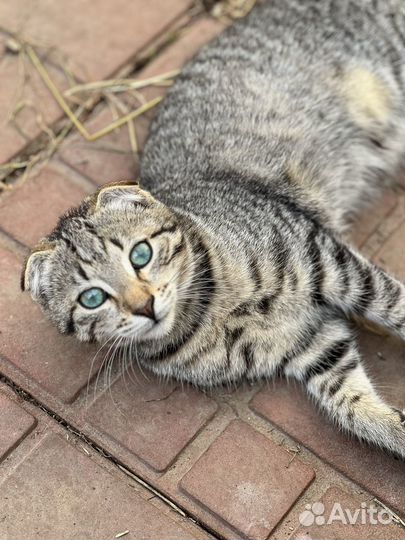 Вислоухий котенок