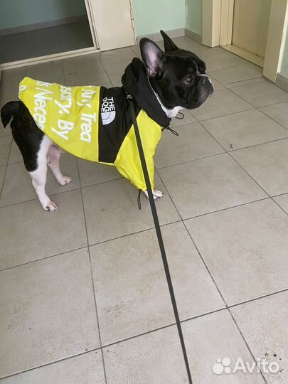 Вязка французский бульдог