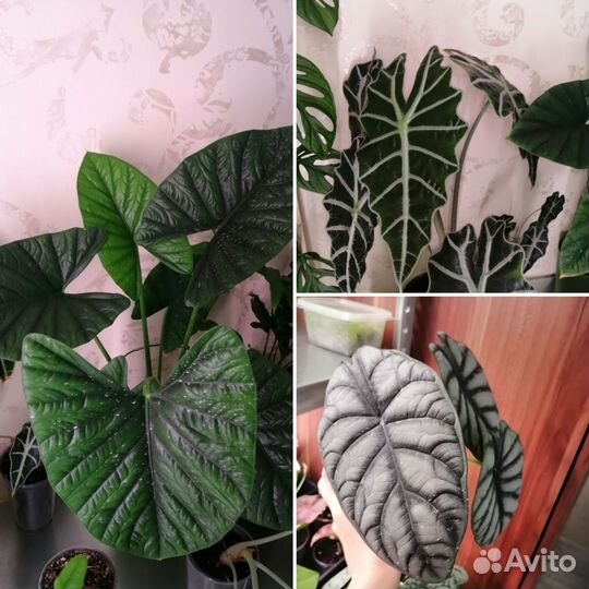 Алоказия детки