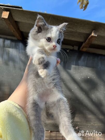 Отдам котят в добрые руки