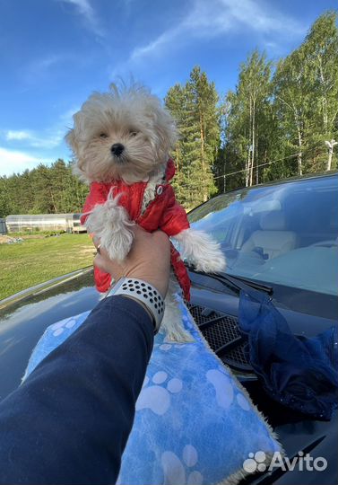 Мальтипу f1 micro