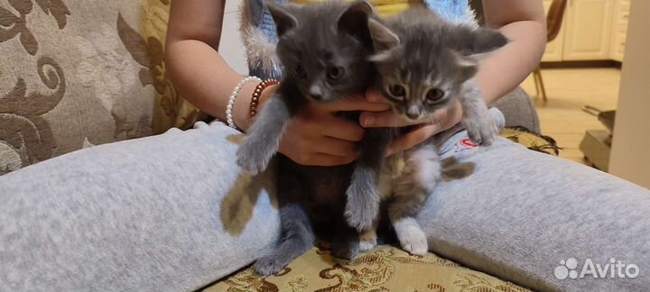 Кошка в дар бесплатно