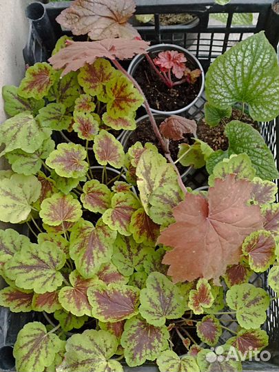 Гейхеры, Бруннера