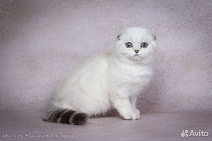 Котята шотландские