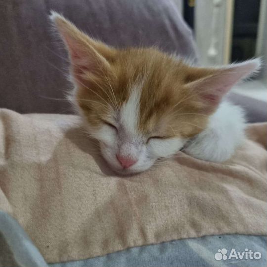 Рыжий котенок мальчик