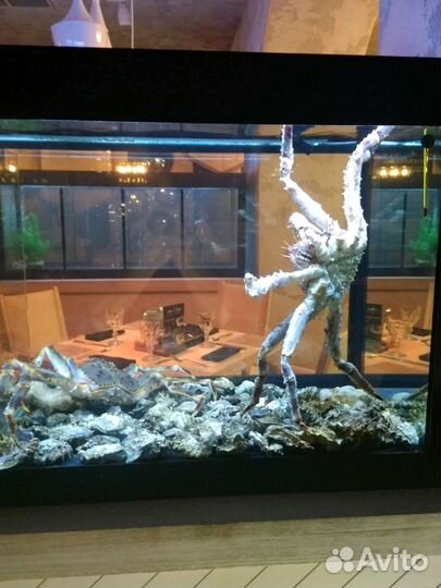 Обслуживание аквариумов