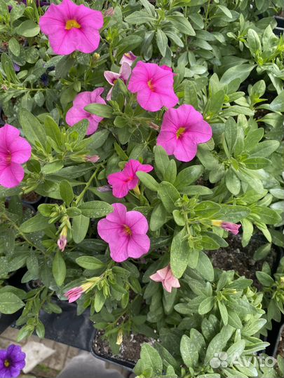 Калибрахоа, вербена, остеоспермум вегетативные