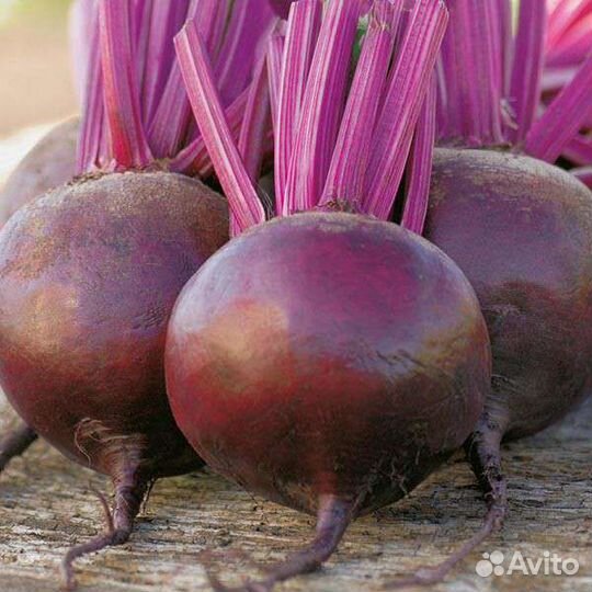 Свёкла пабло