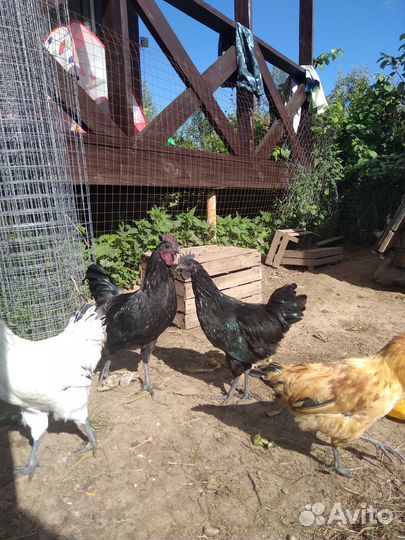 Молодые петушки