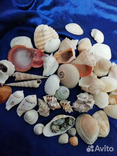 Ракушка морская