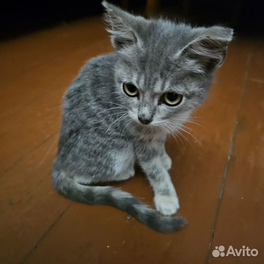 Котята в добрые руки - мальчики