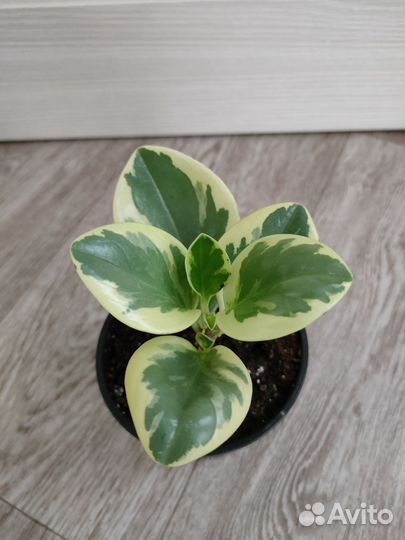 Комнатные растения микс