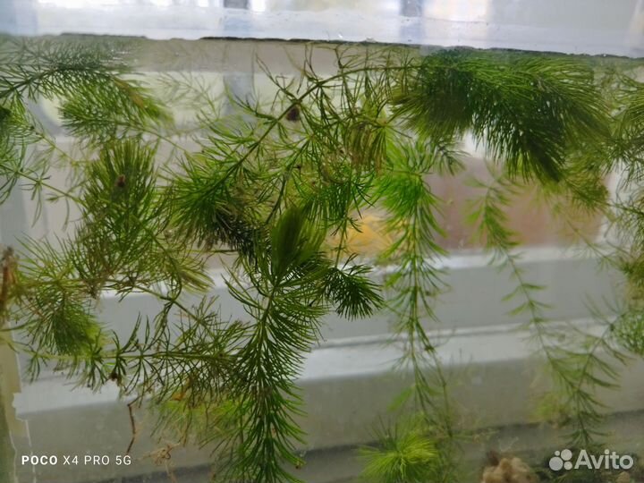 Водоросли для аквариума