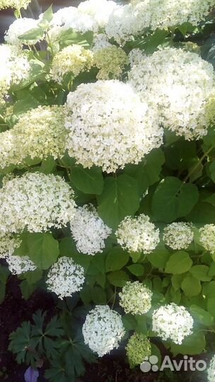 Гортензии разные большие и маленькие