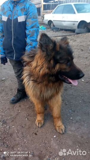 Немецкая овчарка вязка