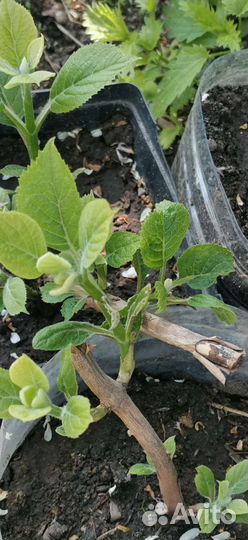 Гортензия саженцы