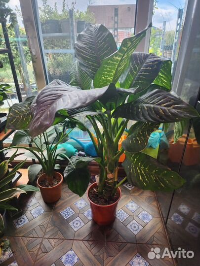 Диффенбахия большая