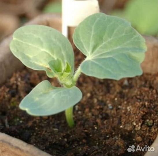 Арбуз рассада,саженцы