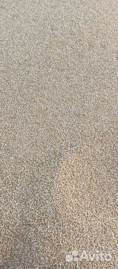 Продам ячмень