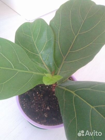 Фикус лирата бамбино