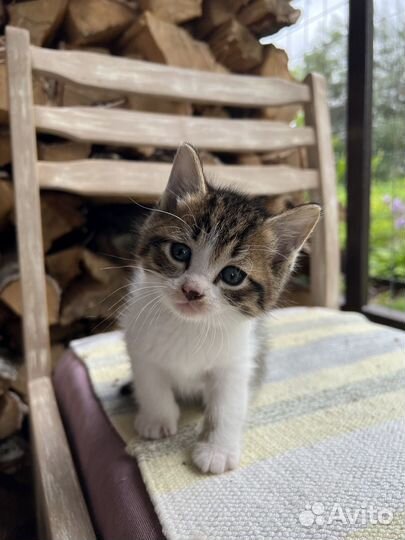 Котята -котики в добрые руки