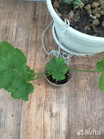 Пеларгония Monseruds Rosen