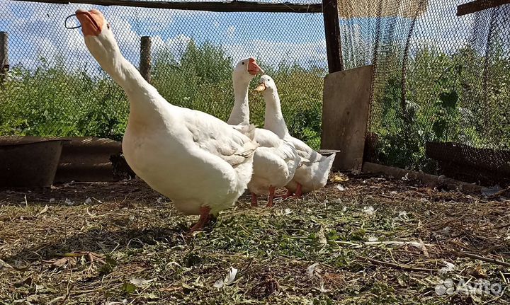 Гусь и гусыня