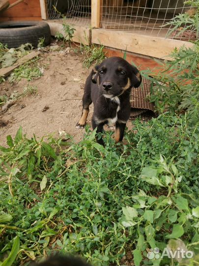 Собака в добрые руки отдам бесплатно