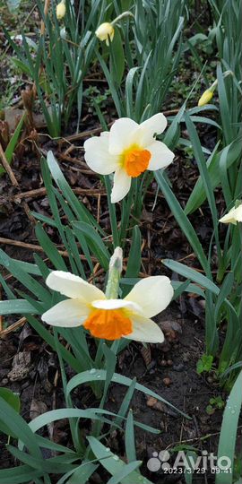 Коллекция нарциссов Семпре Аванти