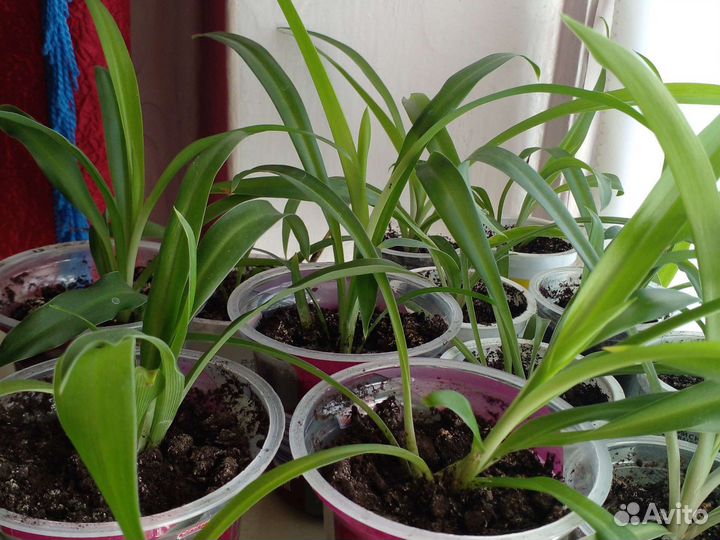 Хлорофитум