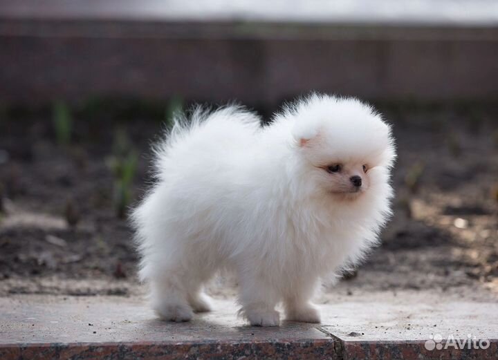 Щенки шпица