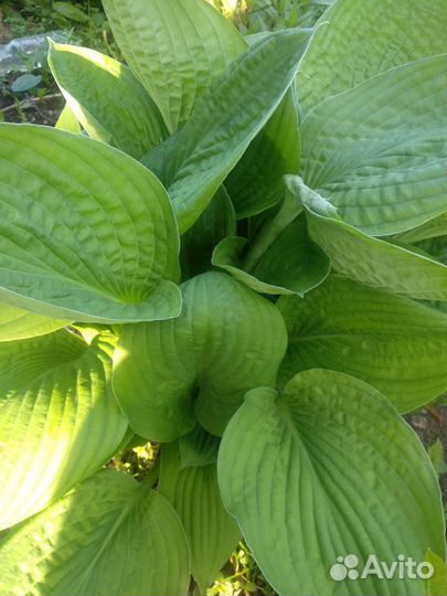 Хоста. энотера, вербеник