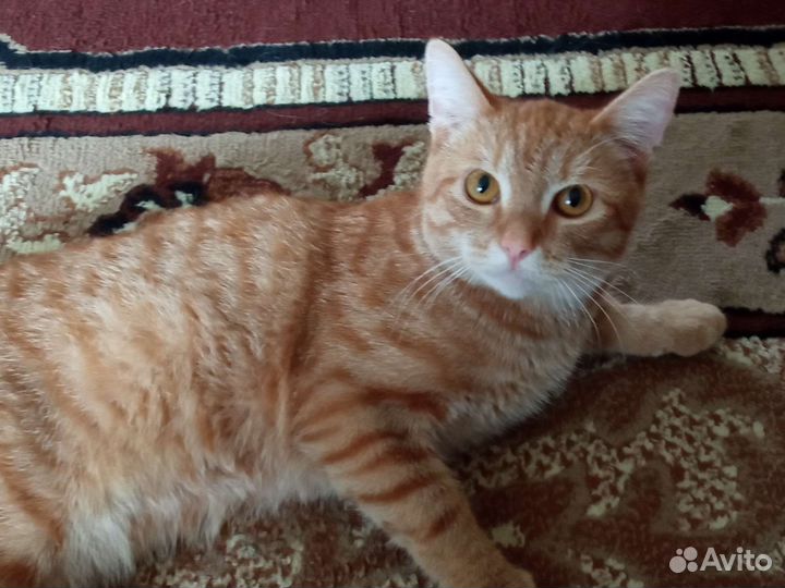 Отдам кота в добрые руки