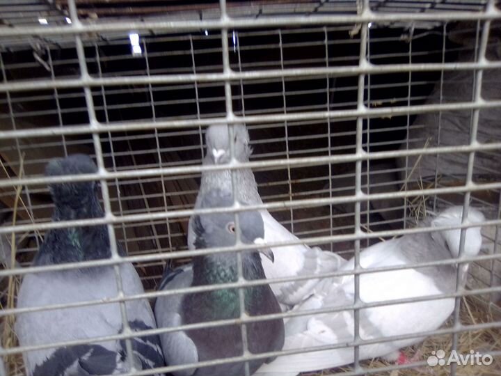 Продажа голубей