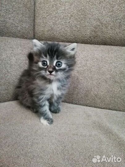 Котенок