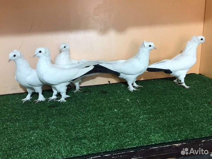 Краснодарские бойные голуби