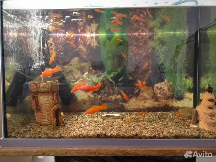Аквариум 60 литров с рыбками