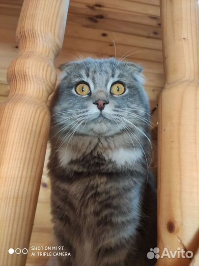 Шотландская вислоухая