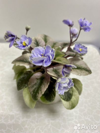 Фиалка мини