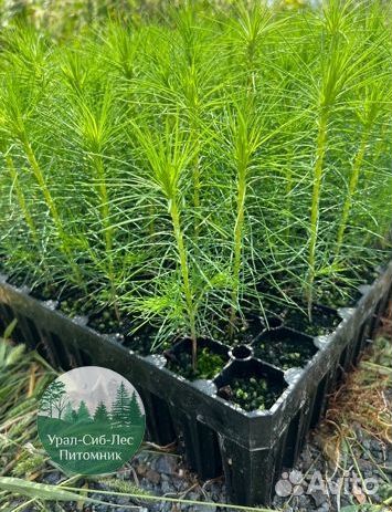 Зкс и окс Сосна Ель Лиственница сеянцы Голуб горн