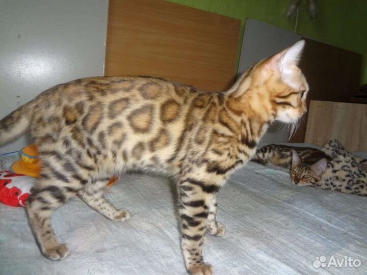 Красавцы бенгалы