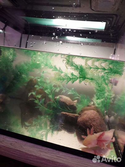 Аксолотли белые,черные.Аквариум под них