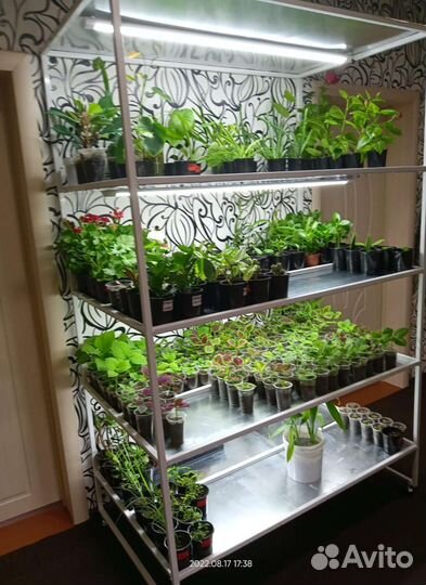 Комнатные растения