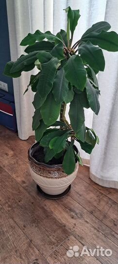 Молочай беложилковый