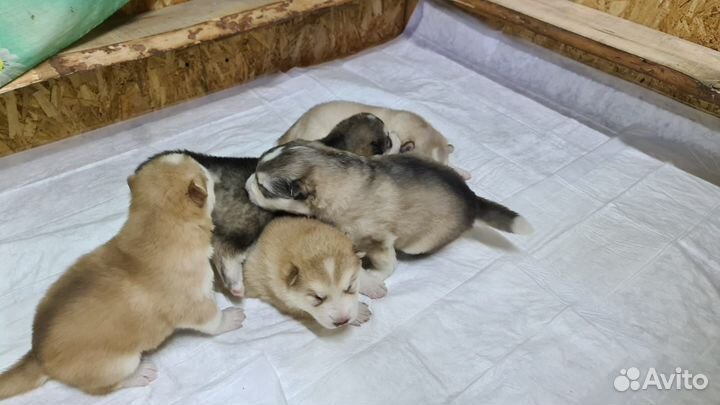 Щенки маламут