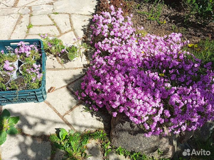 Почвокровные,ползучие, ракитник, флокс шиловидный